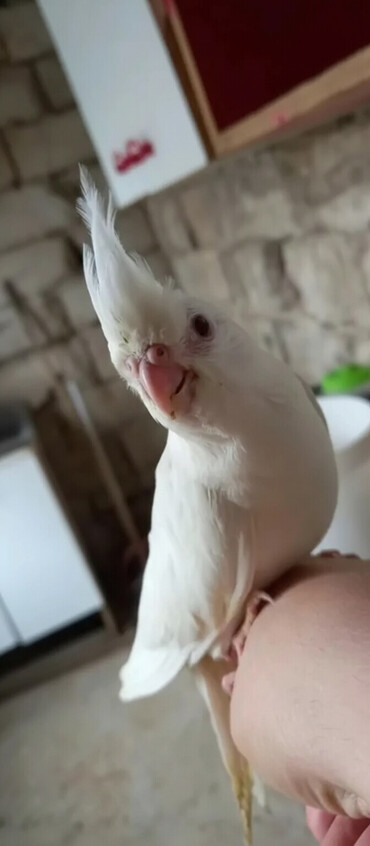 Tutuquşları: Son 2 eded qalib biri boyukdur biri balaca telesin 65 azn — 3