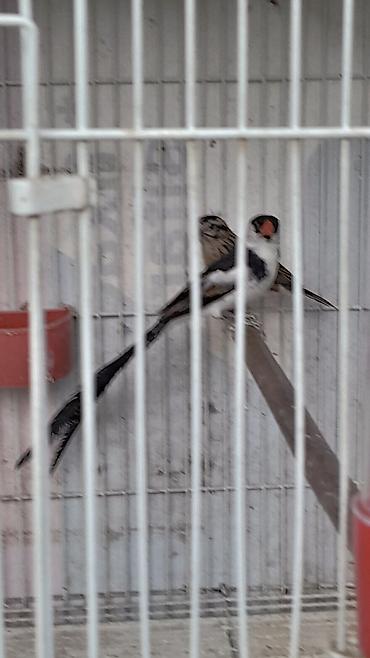 bulbul quşu satışı: Məhsul: Egzotik dekorativ quşlar cütlük Təsvir: - Növ: Uzun quyruqlu — 5