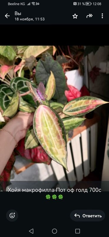 Эпипремнумы и сциндапсусы: Комнатные лианы и ароиды — укоренённые черенки в стаканчиках. В — 7