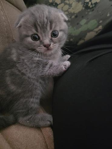 Pişiklər: Britan — 5