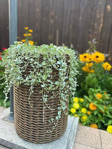 Горшки для растений: Плетеные кашпо, горшок для цветов различных форм и размеров,ручная — 2