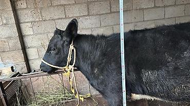 Коровы, быки: Продаю | Тёлка | Симментальская | На забой, Для разведения, Для молока | Не стельные, Племенные, Искусственник — 3