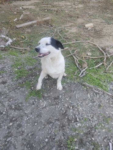 İtlər: Zvonok, 11 ay, Erkek, Peyvəndli -da lalafo.az — 14 İtlər: Zvonok, 11 ay, Erkek, Peyvəndli — 14