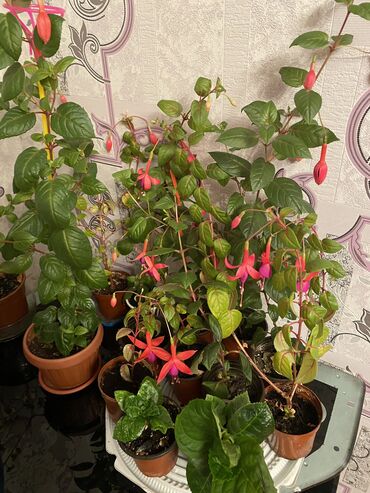 цитрусовые растения: В наличии продаются цветы город Каракол есть доска 100 сом по городу