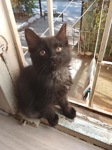 новорожденные котята: 3 месяца, Девочка — 2