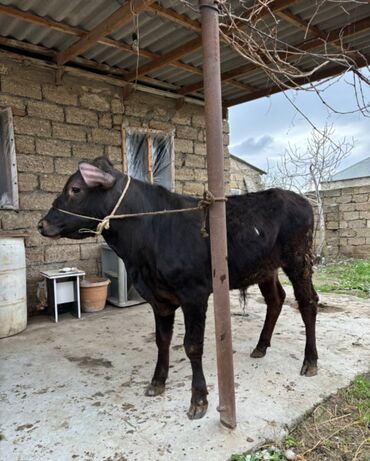 iri buynuzlu heyvan: Yarı Anqus cins erkək danadı. Sağlam, yeyimcil 7 aylıq danadı. Heyvan