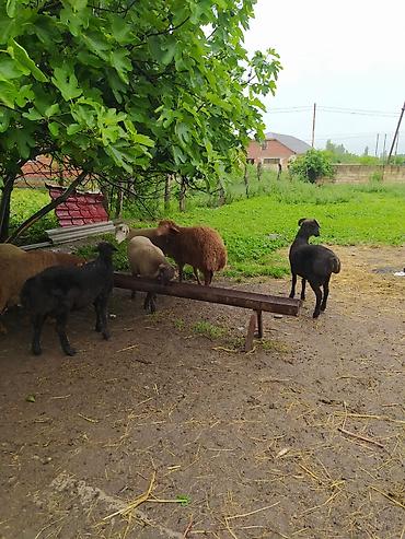 sudluk inekler satışı: Fərqli çəkilərdə qurbanlıq qoçlar satılır. 6 aydan yuxarı sağlam — 3
