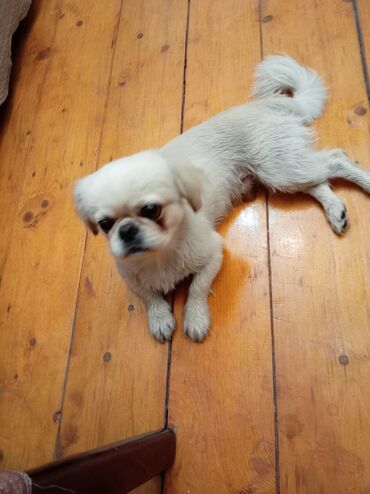 ищу собаку бесплатно: Pekines, 1 il, Erkek, Peyvəndli, Ünvandan götürmə