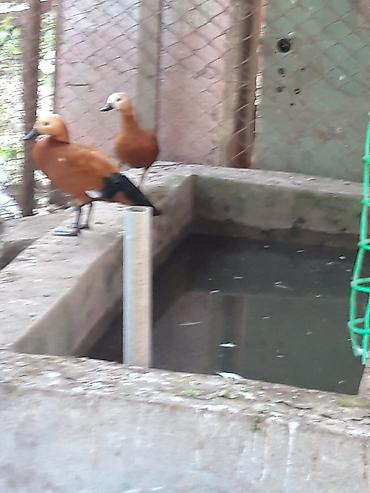amadin qusu haqqinda: Narin ördəklər (Ruddy shelduck – turac rəngli su quşu) cütlük — 10