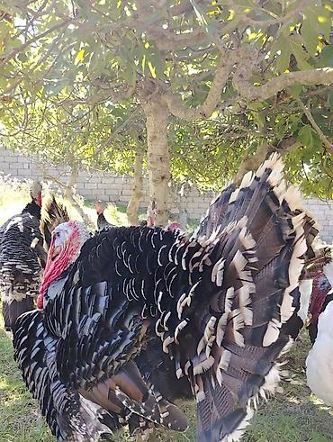 hınduska: Erkək, Damazlıq — 3