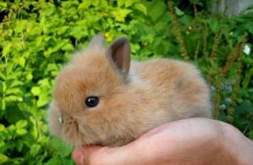 Dovşanlar: Ev dovşanı balaları satılır. Karlik(cırtdan) cinsi. Sağlam və — 18