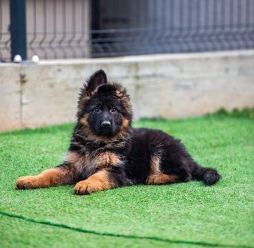 nemacki bulldog: Na prodaju dugodlaki štenci nemačkog ovčara – vrhunskog porekla! Sa