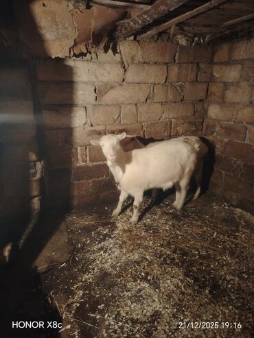 Keçi, çəpiş: Qiymət cütünə ayıdır cütü 650 manata sani boğaz keçilər di isteyen — 6