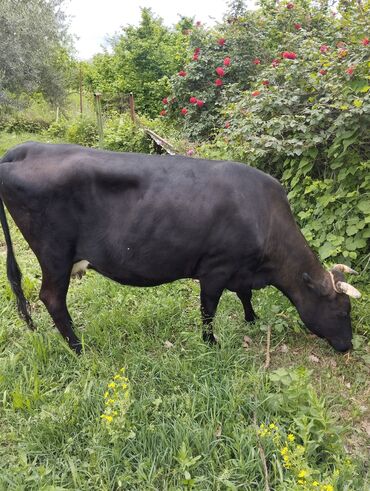 simental inəklər: Dişi, il: 6, Südlük, Ünvandan götürmə