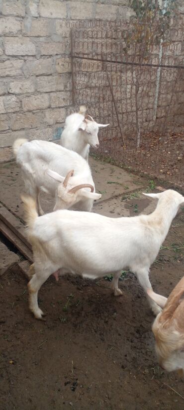 Keçi, çəpiş: Məhsul: Ağ rəngli oğlaqlar (bir neçəsi buynuzlu) - Cins: Yerli ağ keçi — 8