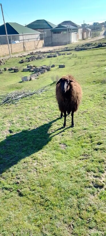 qurbanlıq qoyun: Dişi, Qala, il: 1, Damazlıq, Südlük