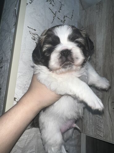 İtlər: Pekines, Dişi, Ünvandan götürmə — 8