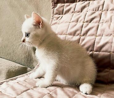 bala pişik ucuz: Şinşilla, Erkək, Dişi, Pulsuz çatdırılma — 3