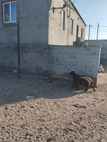 Quzu: Bir erkek bir dişi Qala quzusu cütü 550 manata tək satilmir .qiymət — 2