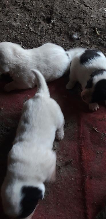 Heyvanlar üçün digər mallar: Zvanok balaları satılır. - Yaş: 1 aylıq - Qidalanma: sərbəst yemək — 9
