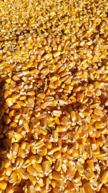 Овощи: Кукуруза В розницу, Самовывоз, Платная доставка
