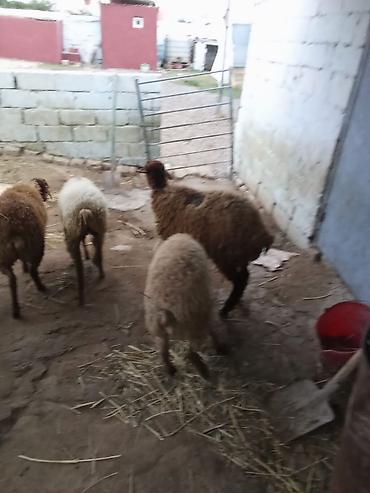 coban itleri haqqinda melumat: 4 dene quzu istəyən olsa yazsın videosunu atım baxın real alıcıya — 4