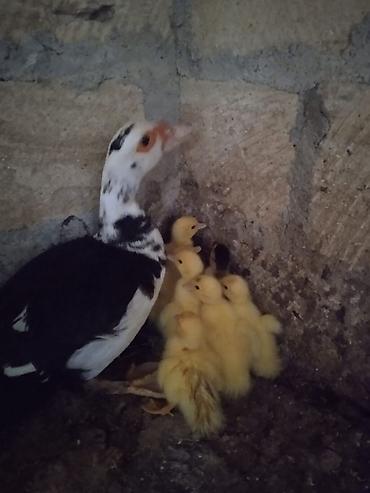 С/х животные и товары: 1 anasi 8 balasi lal ordek hamsi 60 manat kod yarpaq Təsvir: - Şəkildə — 1