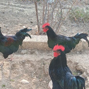 Xoruzlar: Sort xoruzlardır qarışıqda var sortlarda var 10 aylıqdı. Real almaq -da lalafo.az — 6 Xoruzlar: Sort xoruzlardır qarışıqda var sortlarda var 10 aylıqdı. Real almaq — 6