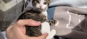 Pişiklər: Tabbi, Dişi, Yaxşı əllərə — 11