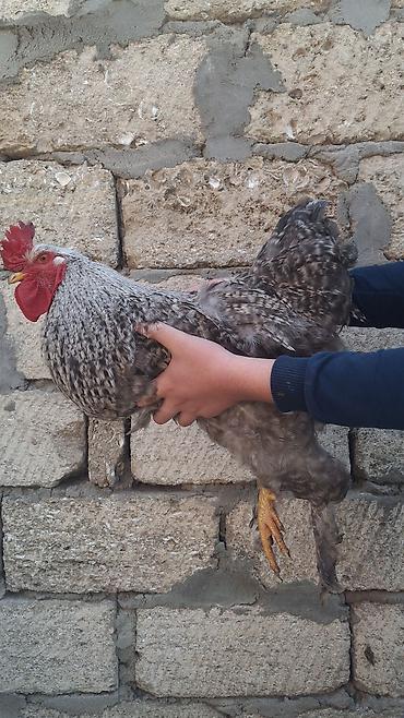 brahma: Xoruz, Brama, il: 1 — 2