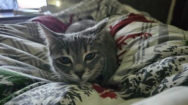 Pişiklər: Dişi, Yaxşı əllərə, Pulsuz çatdırılma — 7