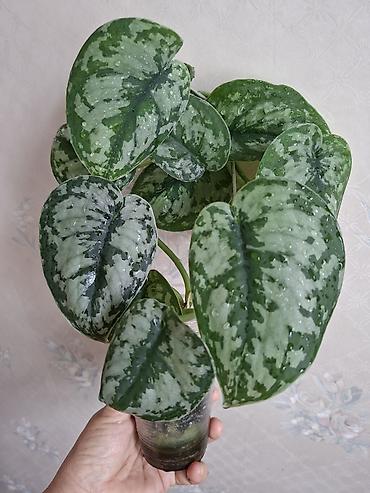 Сингониумы: Коллекция комнатных растений — подборка декоративно-лиственных — 36