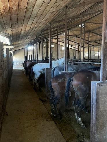 Лошади, кони: Продаю | Кобыла (самка), Конь (самец), Жеребец | На забой | Мерин — 4