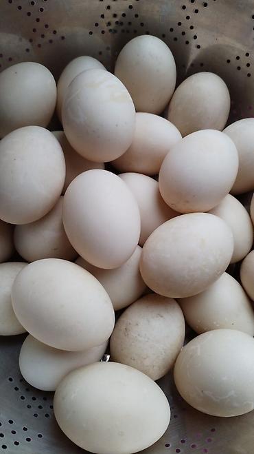 su cənlərinin qiyməti: Mayalı lal ördək yumurtası. 1 m — 1