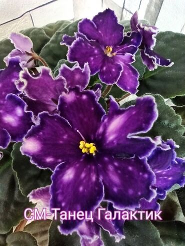 фикус цветок: 🌱🌺🌱 Продаю сортовые детки стандартных фиалок🌱🌺🌱. Для заказа пишите или