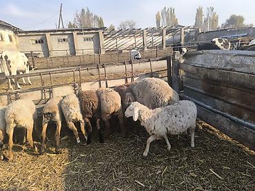дорого ат: Продаю | Баран (самец) | Гиссарская, Эдильбаевская, Арашан | Для разведения | Племенные, Осеменитель — 6