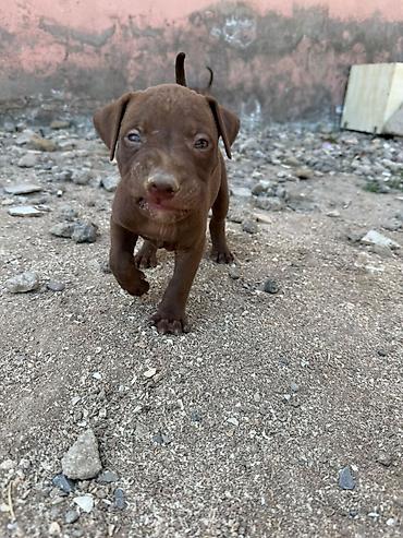 İtlər: Pitbul, 1 ay — 11