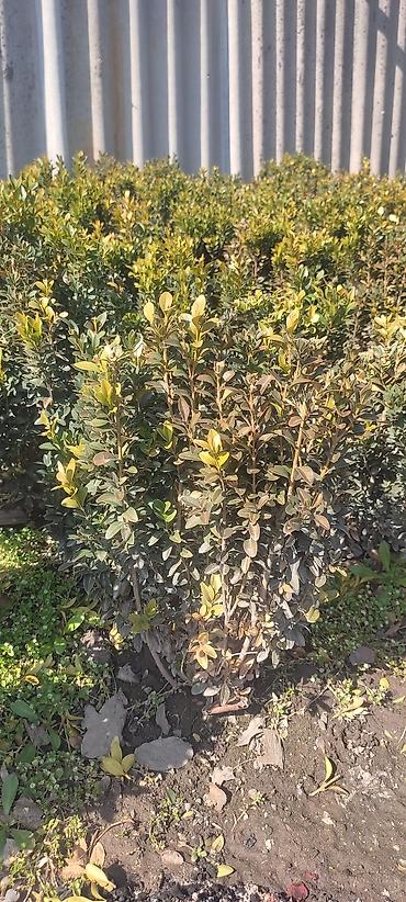 Другие декоративные деревья: Самшит — 7