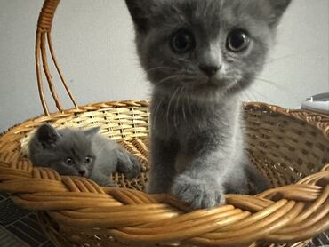 бенгальская кошка домашняя: Страйт шотландец! Приученны к лотку! Серый окрас, девочка