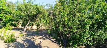 Torpaq sahələrinin satışı: 8 sot, Tikinti, Mülkiyyətçi, Kupça (Çıxarış) -da lalafo.az — 6 Torpaq sahələrinin satışı: 8 sot, Tikinti, Mülkiyyətçi, Kupça (Çıxarış) — 6