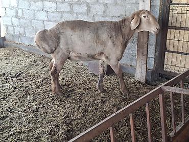 Баран, овца: Продаю | Баран (самец) | Арашан | Для разведения — 13