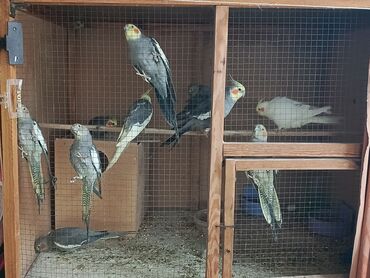 quş yuva: Satdig Korella Papuqaylari Var Münasib Qiymətə