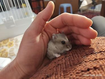brama cucə: Cırtdan xomyak (cücə hamster) – boz-gümüşü rəng, qara parlaq gözlər — 3