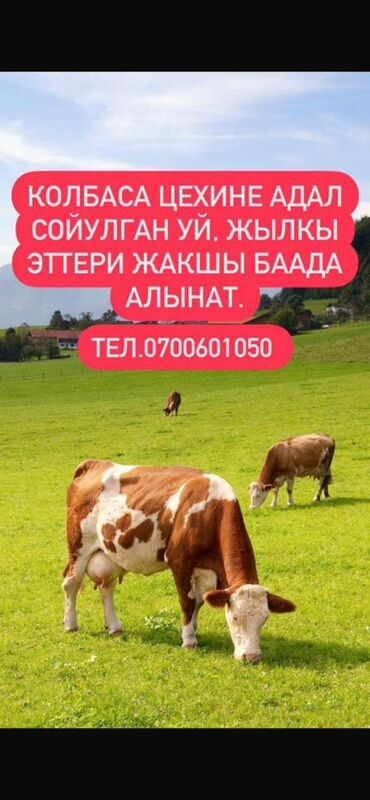 опрыскиватель садовый бишкек: Закупка мяса для колбасного цеха. Предлагается халяльно забитое мясо