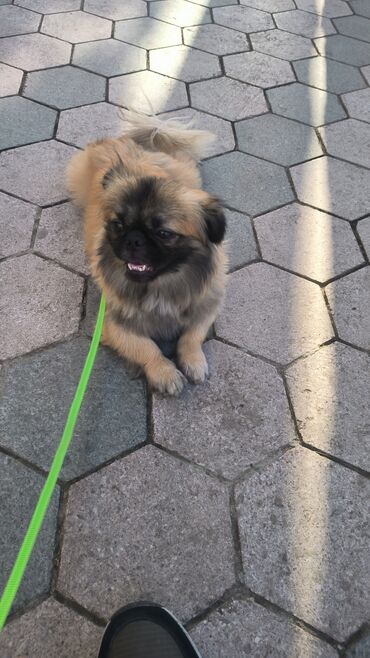 ov itler: Pekines, 3 il, Erkek, Cütləşmə üçün, Ünvandan götürmə lalafo.az -da ov itler: Pekines, 3 il, Erkek, Cütləşmə üçün, Ünvandan götürmə