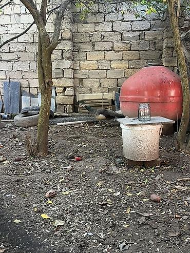 at satisi: Salam Dişi Tovuz quşudur Təkdir satıram real alıcya cüzi endirim — 3