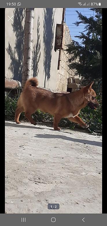 it yemeyi: 11 ay, Dişi, Peyvəndli — 1