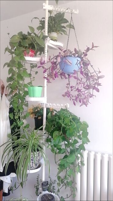 Другие комнатные растения: Стойка для цветов хорошее решение для тех кто не может разместить