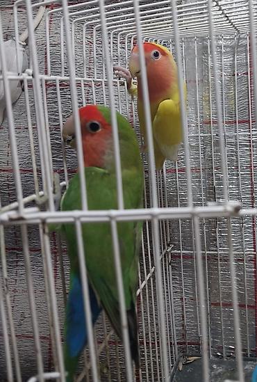 tutuqu: Hazır bala vermiş nerazluçnik cütləri satılır öz quşlarımdır sağlam — 5