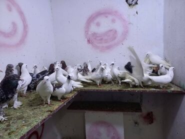 Göyərçinlər: Salam Aleykum qardaşlar 40 dene quşdu içində super uçan Quşlar var — 13